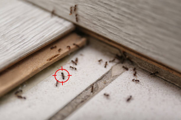 Trusted Loma Rica, CA Pest Control Experts
