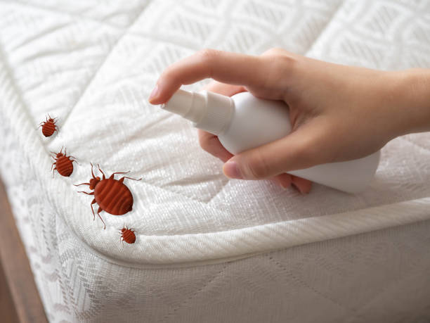 Best Local Pest Control Services  in Loma Ri, CA