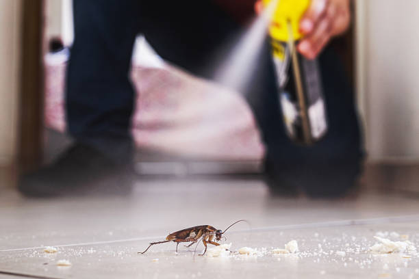 Best Pest Control Near Me in Loma Rica, CA